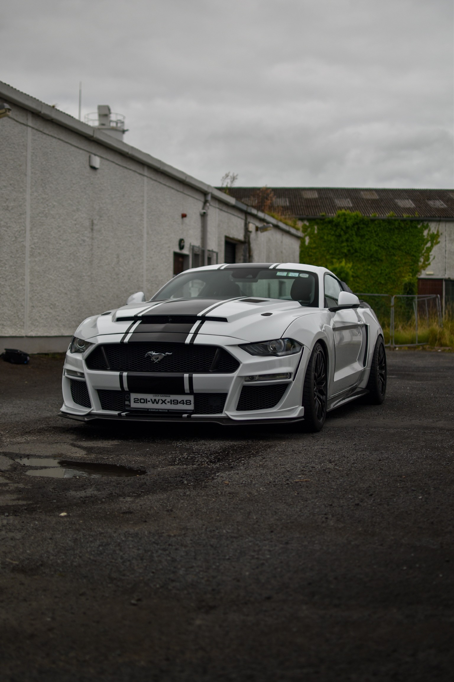 White Mustang